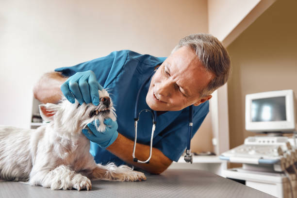 Best Urgent Tooth Repair  in Tuckahoe, NY